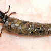 Caddisfly larva – the underwater architect