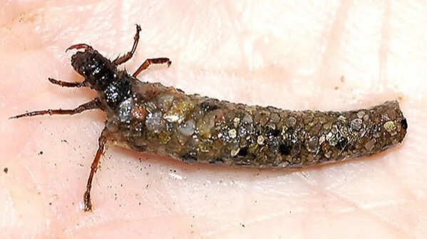 Caddisfly larva – the underwater architect