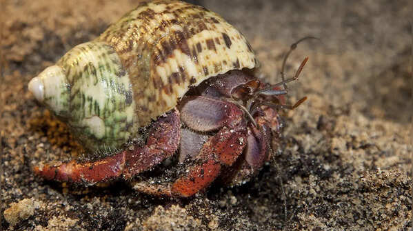 Snail – the slow-moving home carrier
