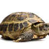 Article image for: Tortoise – carrying a natural shield
