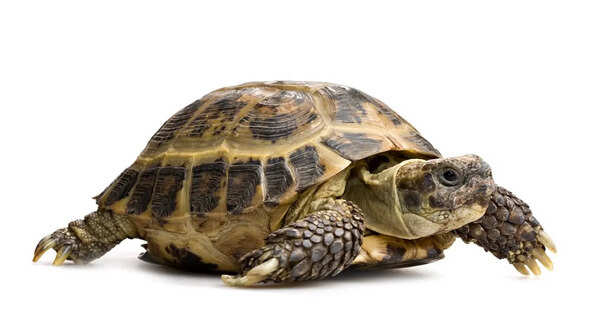 Tortoise – carrying a natural shield