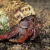 Hermit crab – the shell borrower