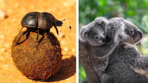 7 animals and insects that eat their own poop (or someone else’s)