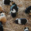 Guinea pigs