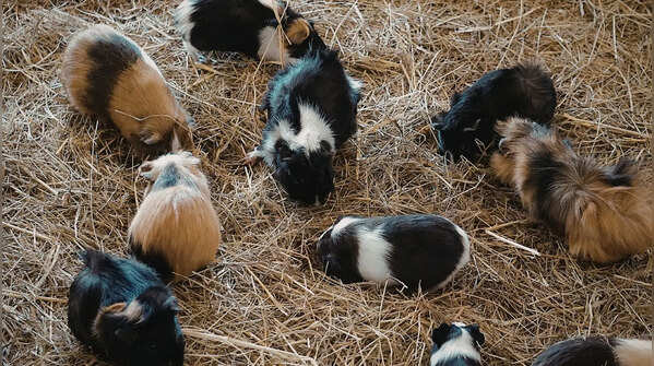 Guinea pigs
