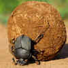 Dung beetles