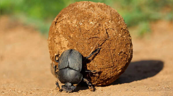 Dung beetles