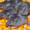 Rats and mice