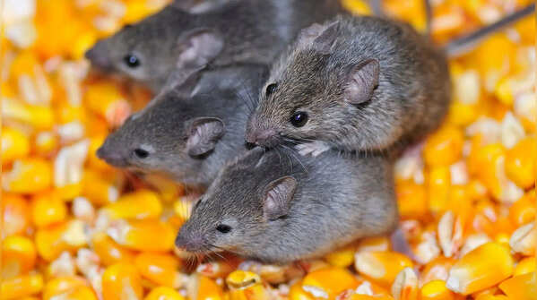 Rats and mice