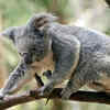 Koalas