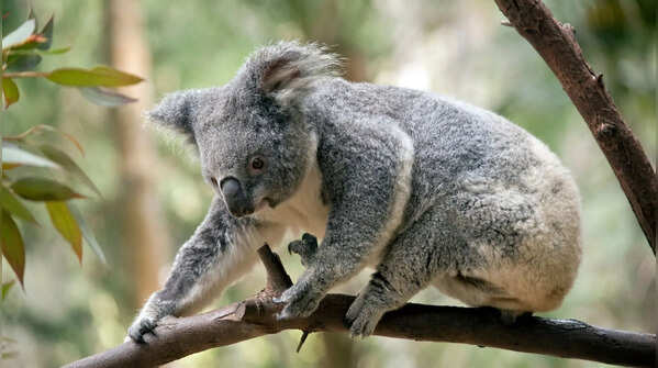 Koalas