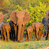Article image for: <i class="tbold">elephant</i>s