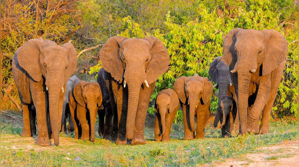 Elephants