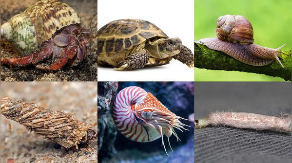 Animals that carry their homes with them