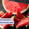 Article image for: How to correctly store watermelons in summer to keep them fresh, juicy, healthy and long-lasting