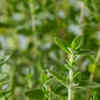 Thyme