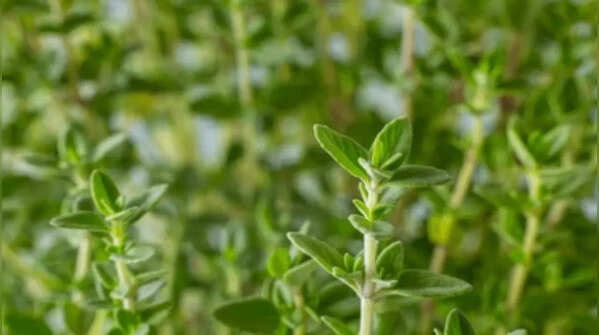Thyme