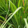 Lemongrass