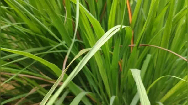 Lemongrass