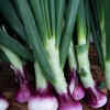 Lemongrass