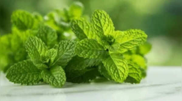 Mint