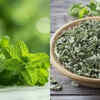 From mint to oregano: Herbs you can easily regrow from kitchen scraps