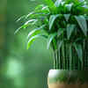 Article image for: <i class="tbold">Lucky</i> bamboo – symbol of luck and balance