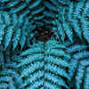 Article image for: <i class="tbold">blue</i> fern – symbol of calmness