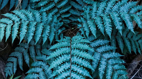 Blue fern – symbol of calmness
