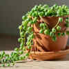 Article image for: String of pearls – a symbol of abundance