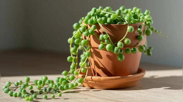 String of pearls – a symbol of abundance