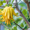 Article image for: Buddha's hand citron – symbol of prosperity