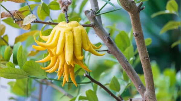 Buddha's hand citron – symbol of prosperity