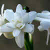 Tuberose