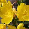 Evening Primrose