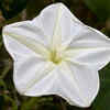 Moonflower