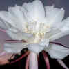 Night-Blooming Cereus