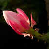 Article image for: Dragon Fruit Flower