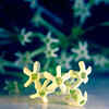 Night-Blooming Jasmine