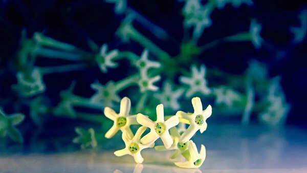 Jasmin Photos
