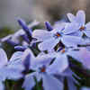 Night Phlox