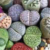Lithops – mini plants symbolising resilience