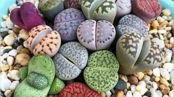 Lithops – mini plants symbolising resilience
