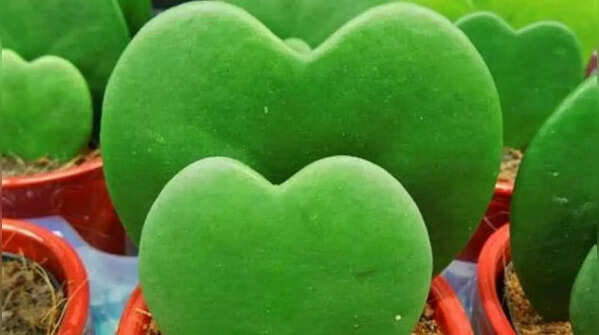 Hoya Kerrii – the symbol of love