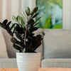 Article image for: <i class="tbold">black</i> ZZ plant – absorbs negativity