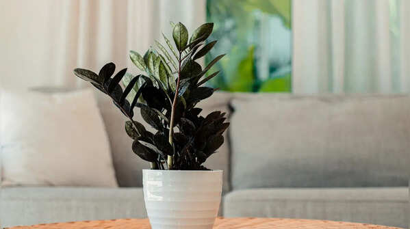 Black ZZ plant – absorbs negativity