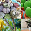 Article image for: Plants believed to bring positive energy at home