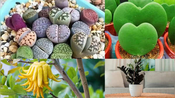 Plants believed to bring positive energy at home