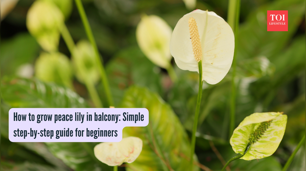 How to grow peace lily in balcony Simple step-by-step guide for beginners