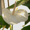 Tips for quick growth